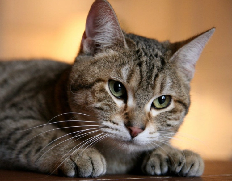 family friendly cat breeds