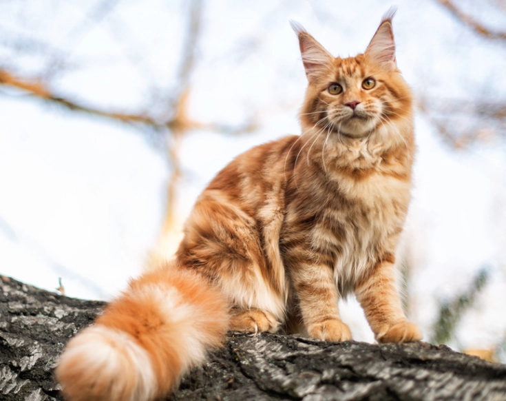 Siberian cat