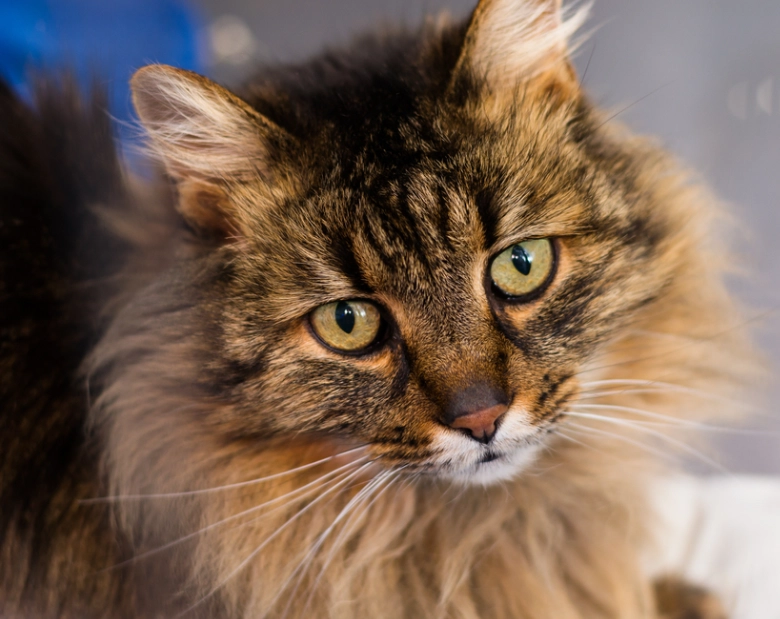 long haired cat grooming long haired cat grooming