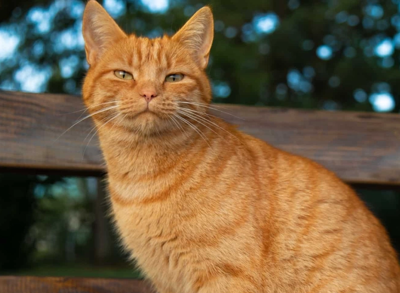 are orange cats more friendly