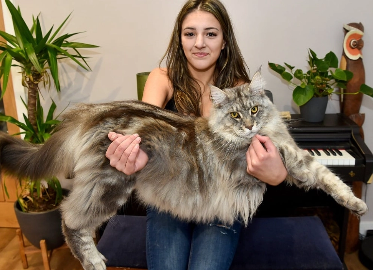 maine coon weight