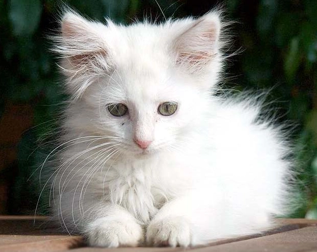 White cat breeds White cat breeds