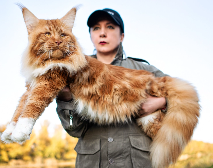 Maine Coon cats size