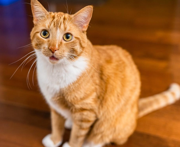 orange cat behavior problems