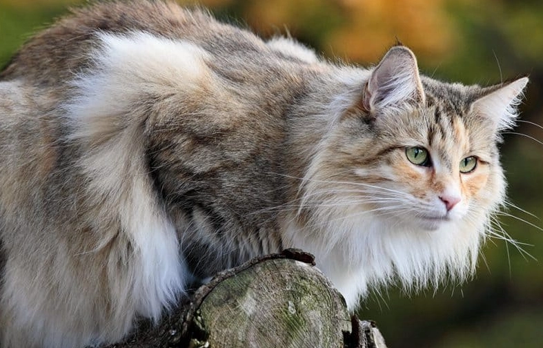 Norwegian Forest Cat facts