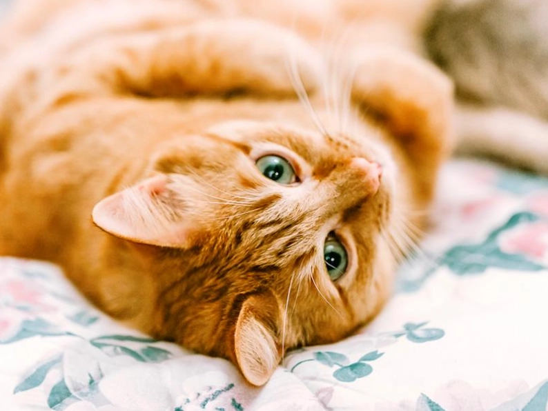orange tabby cat personality