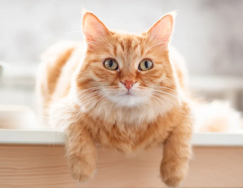 are orange cats more friendly