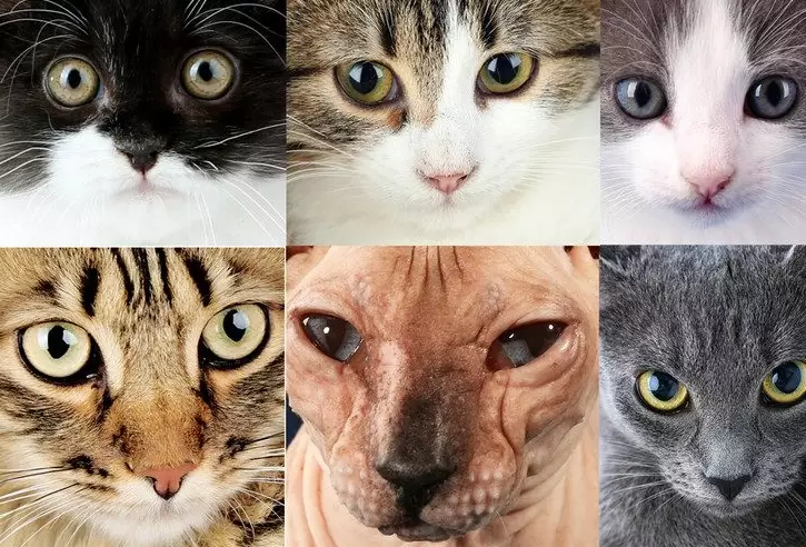 most popular cat breed