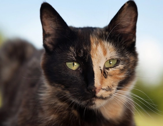 chimera cat