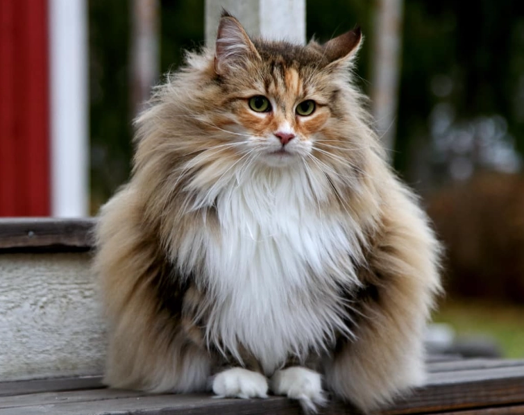 Norwegian Forest cat care Norwegian Forest cat care