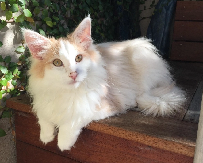 White cat breeds White cat breeds