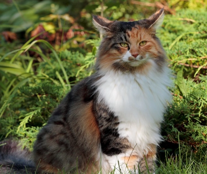 Norwegian Forest Cat personality