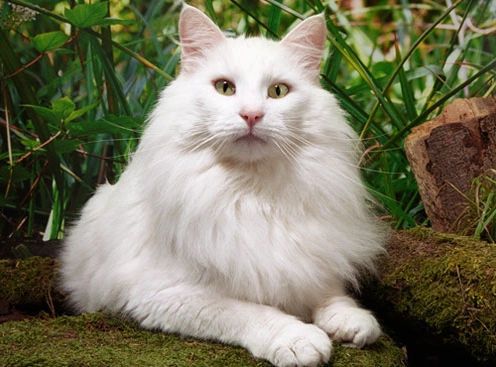Norwegian Forest cat care Norwegian Forest cat care