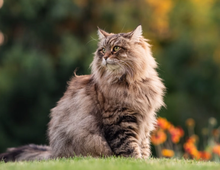 brown long haired cat breeds brown long haired cat breeds