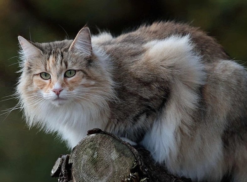 Norwegian Forest Cat personality