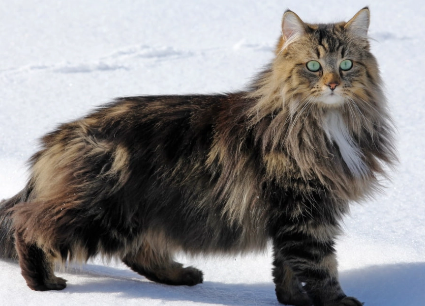 why are Norwegian forest cats big