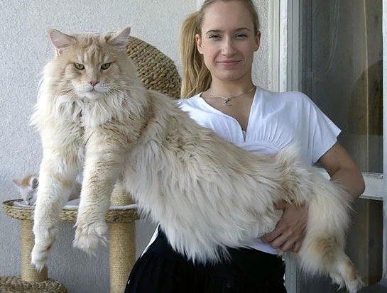 maine coon size