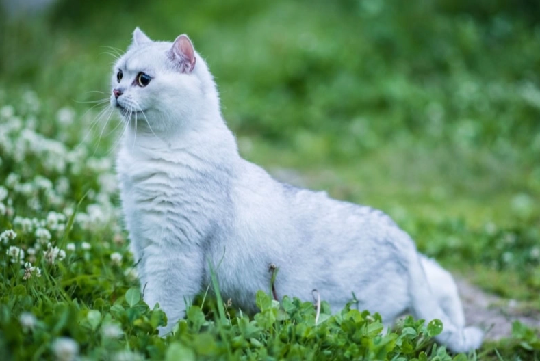 British shorthair cat white care