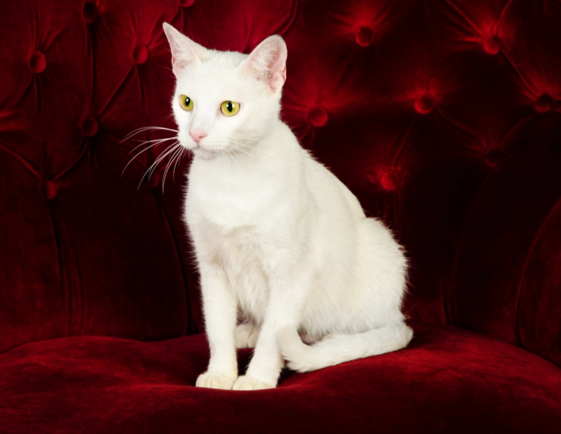 white russian blue cat