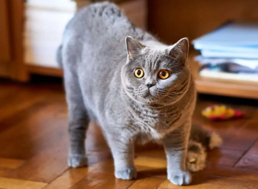 Is a British Shorthair a good cat?