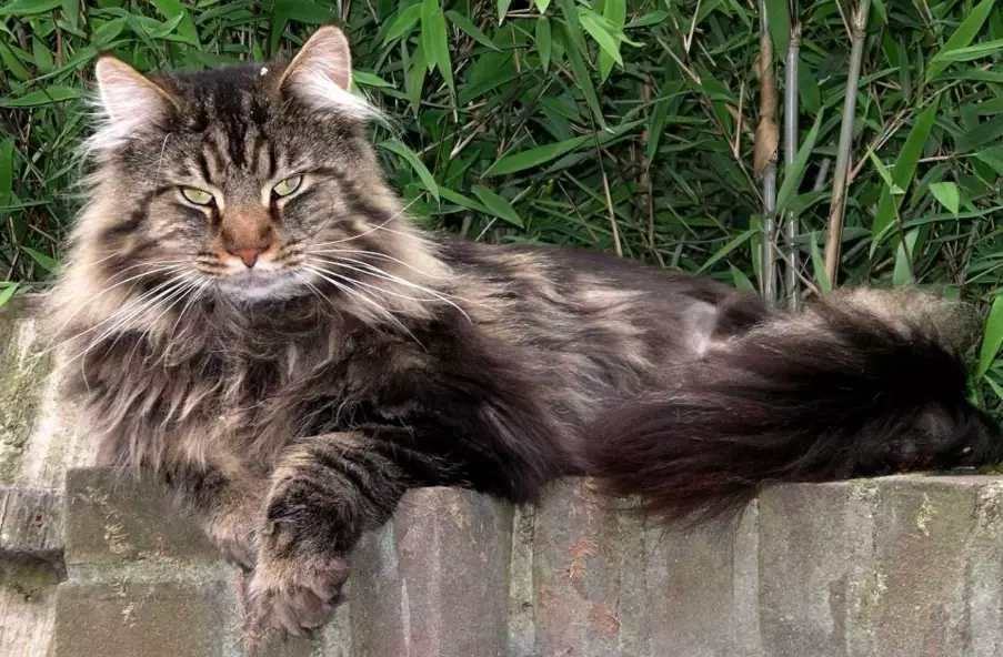 norwegian forest cat vs maine coon size norwegian forest cat vs maine coon size