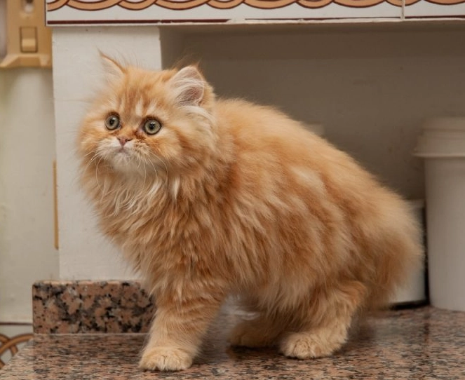 how much does an orange cat cost