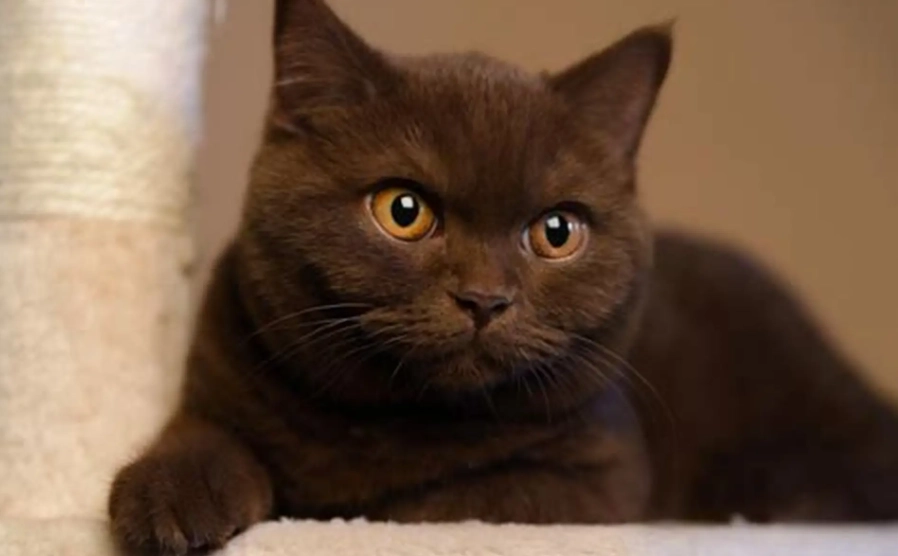 Brown British Shorthair cat