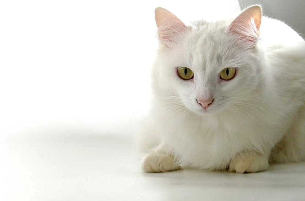 Russian White cat health issues