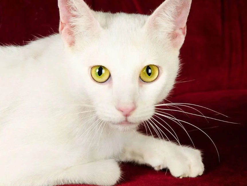 White Russian Cat Cost Guide: Price Factors & Budgeting