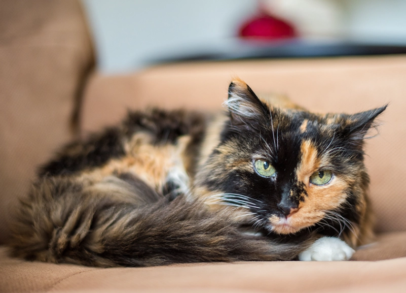 tortoiseshell cat long hair care