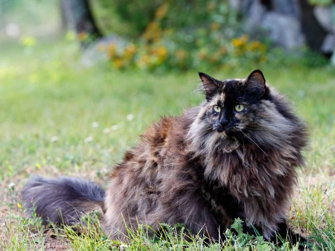 long haired tortoiseshell cat