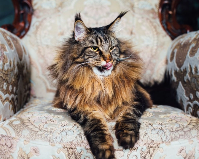 Maine Coon personality