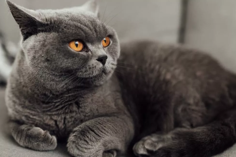 British Shorthair temperament British Shorthair temperament