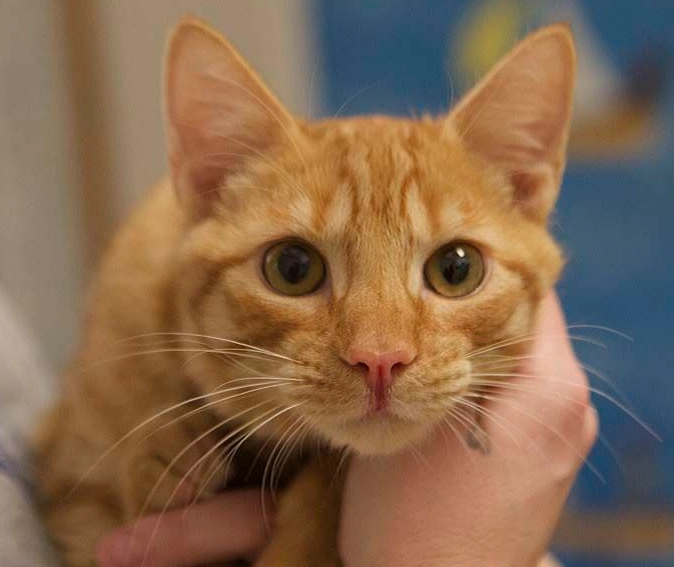 male orange cat behavior