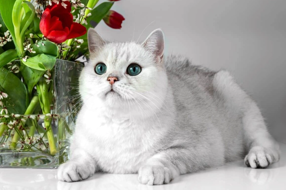 white British shorthair health issues
