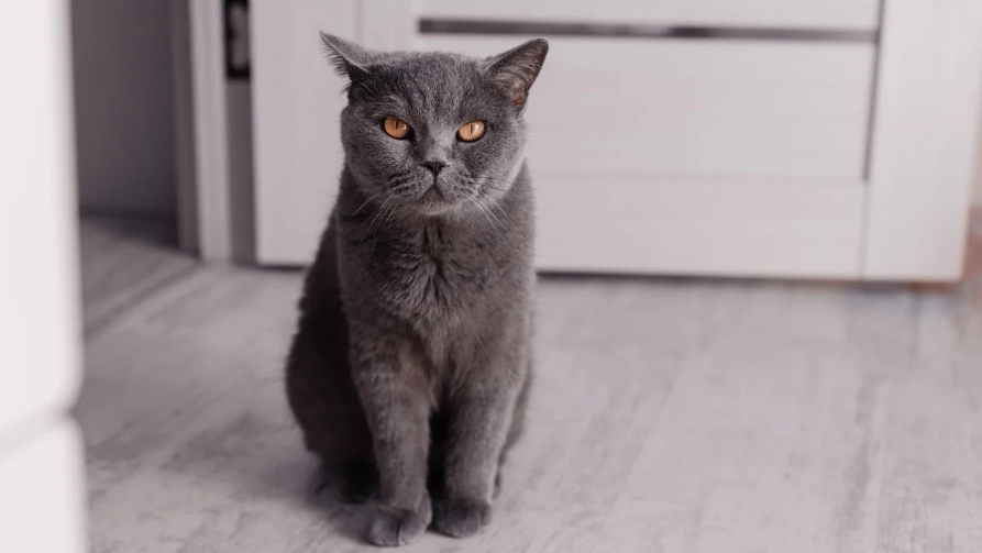 British Shorthair temperament British Shorthair temperament