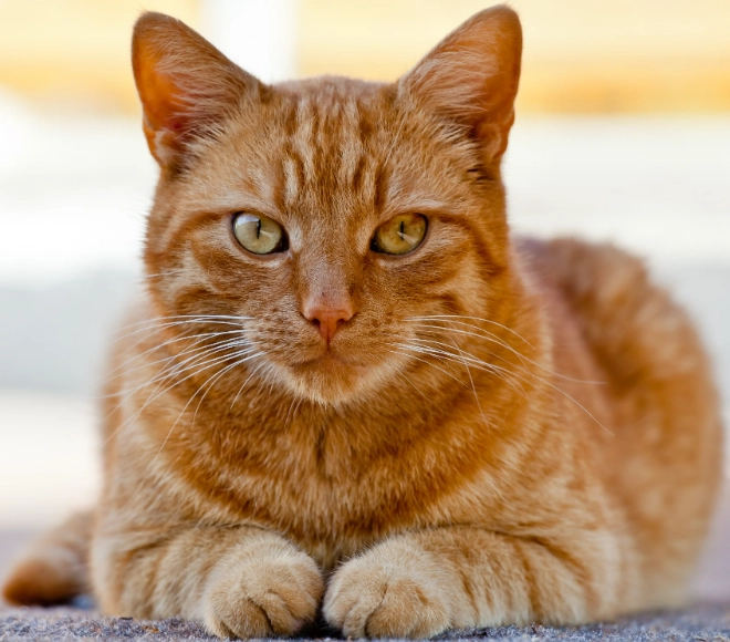 orange cat color genetics