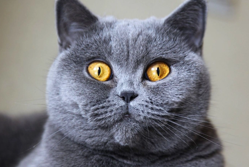 British Shorthair care British Shorthair care
