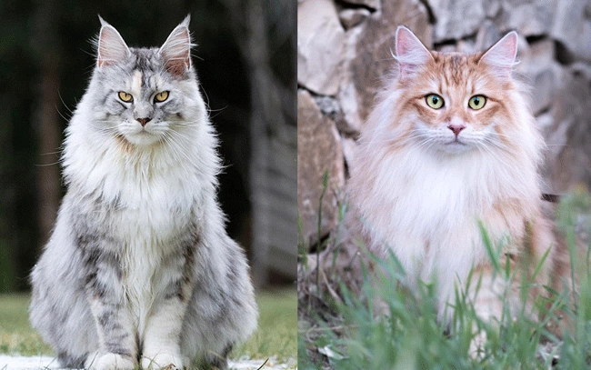 big fluffy cat breeds big fluffy cat breeds