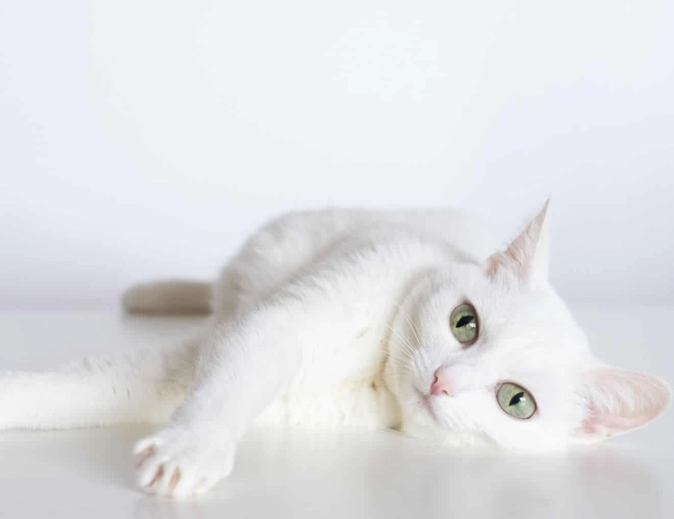 how much is a Russian White cat