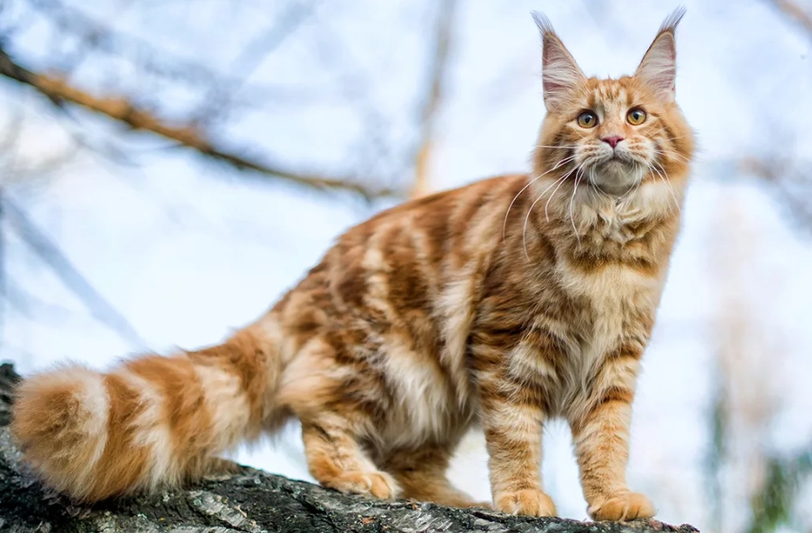gentle giant cat breed