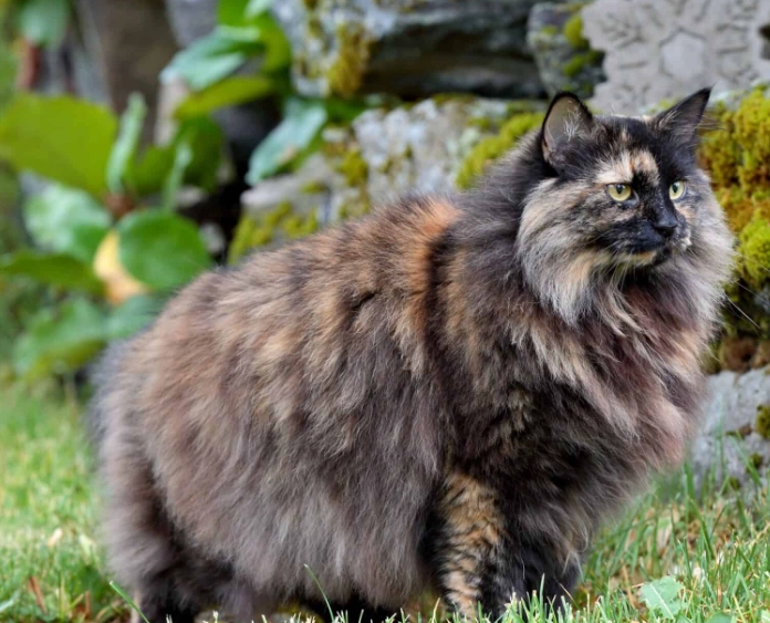 tortoiseshell cat long hair care