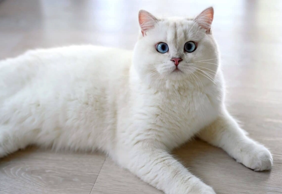 British Shorthair cat white