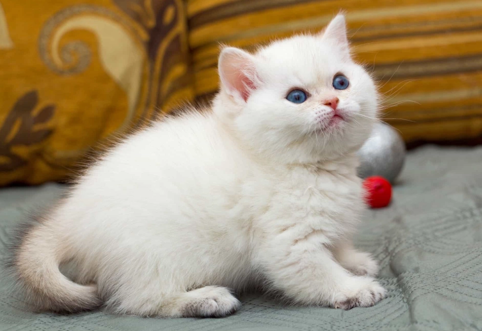 white British shorthair cat