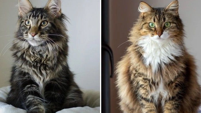 largest domestic cat breeds largest domestic cat breeds