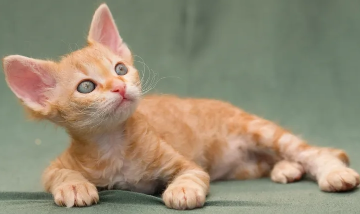 orange cat breed