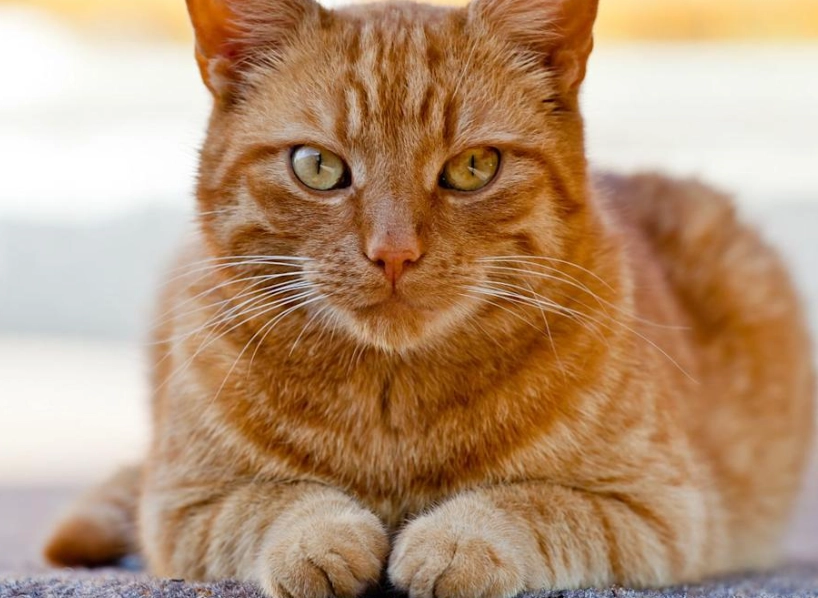 orange cat personality