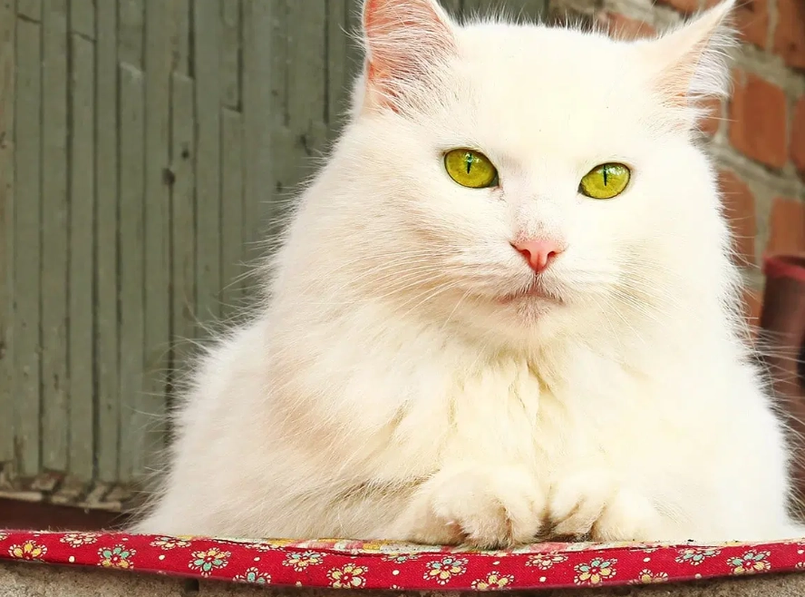 Russian white cat