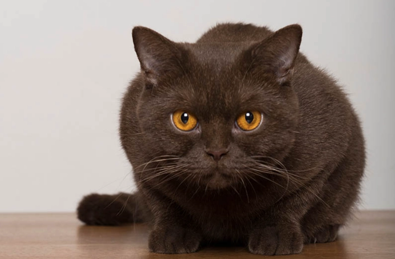 british shorthair care