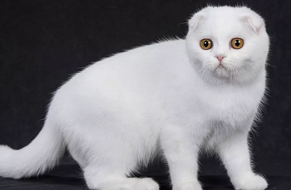 how long do Russian White cats live